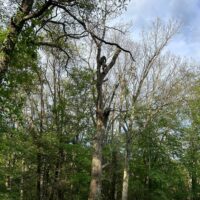 tree services and tree removal in the Hudson Valley, NY by Hudson Valley Property Maintenance