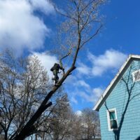 Tree services and tree removal, Hudson Valley Property Maintenance